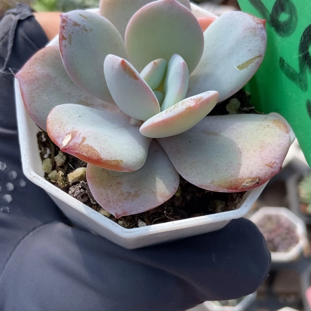2052风橙多肉植物