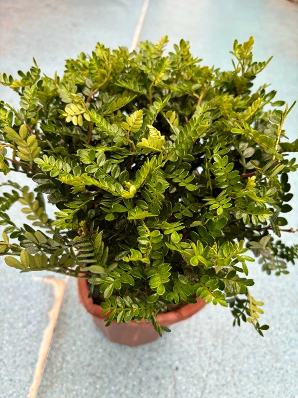绿植盆栽带香味好养清香木胡椒木餐点专用清香木