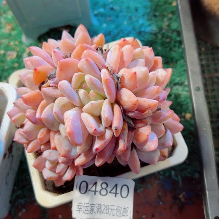 幸运的是我还没遇到你呢