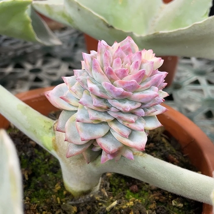 粉蓝鸟锦一物一拍锦龙