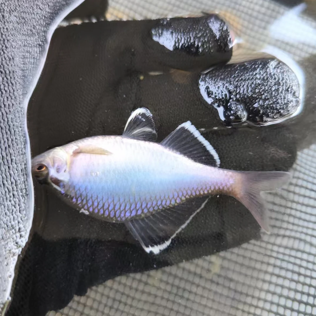 桂林白边红须鱊通货三白边网红鱼冷水原生鳑鲏