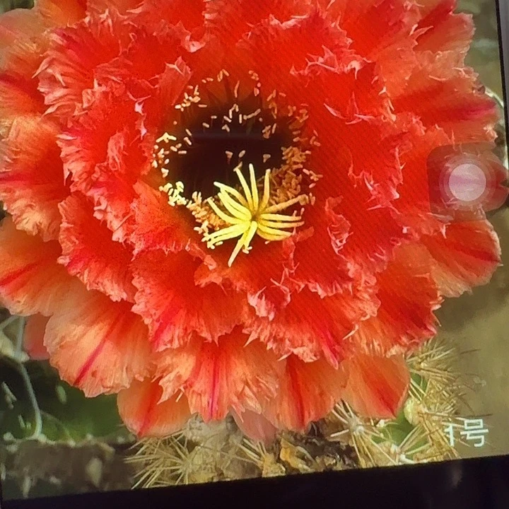 清一侧芽5公分毛花柱仙人球