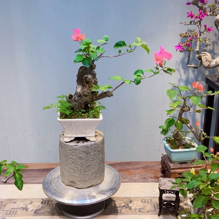 古***年当前无花栽培后可以开花同安红三角梅