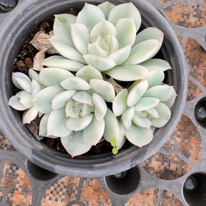 月亮仙子一物一拍