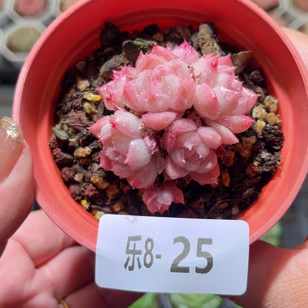 乐8-25 麦秆群不包整