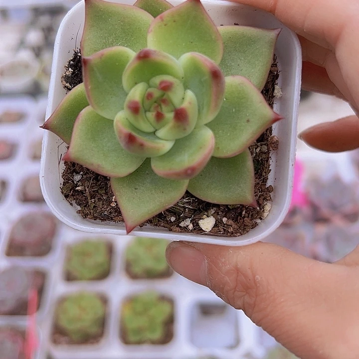 蓝龙19包邮多肉植物