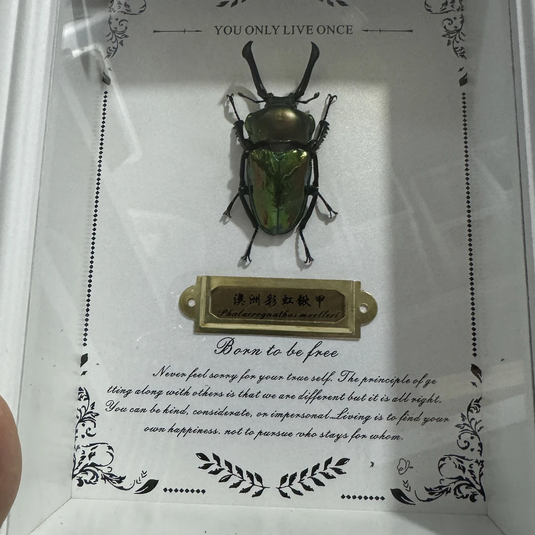 （1号标本）澳洲彩虹锹甲 成体  标本带框