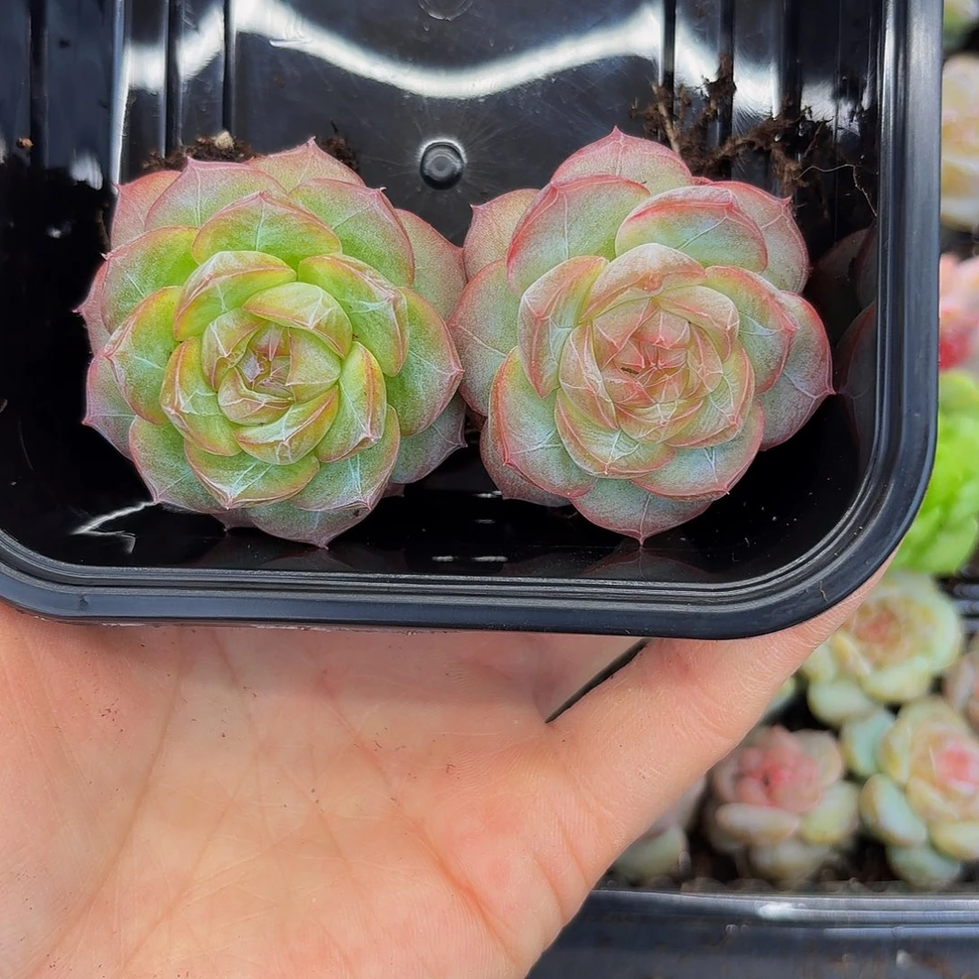 多肉植物多肉植物341
