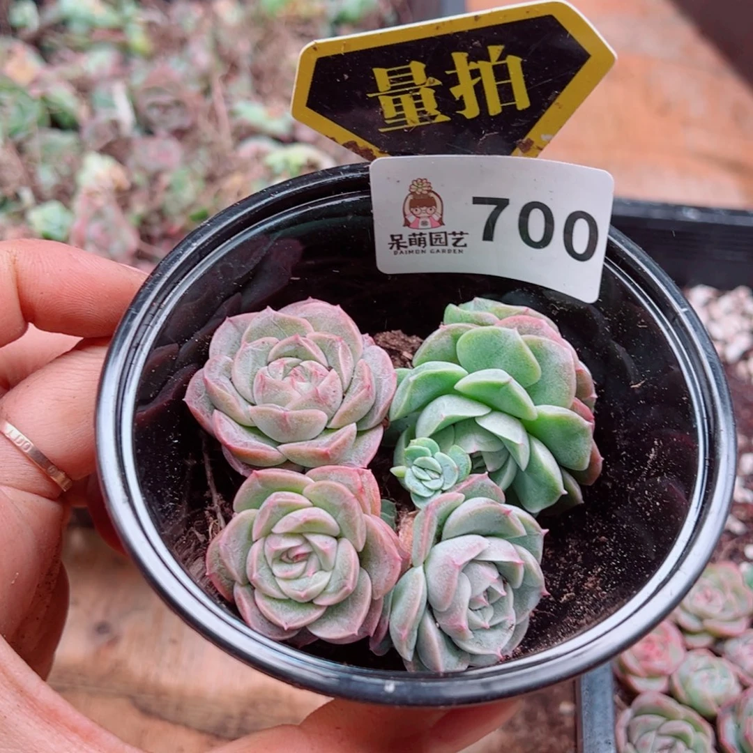 多肉植物多肉植物