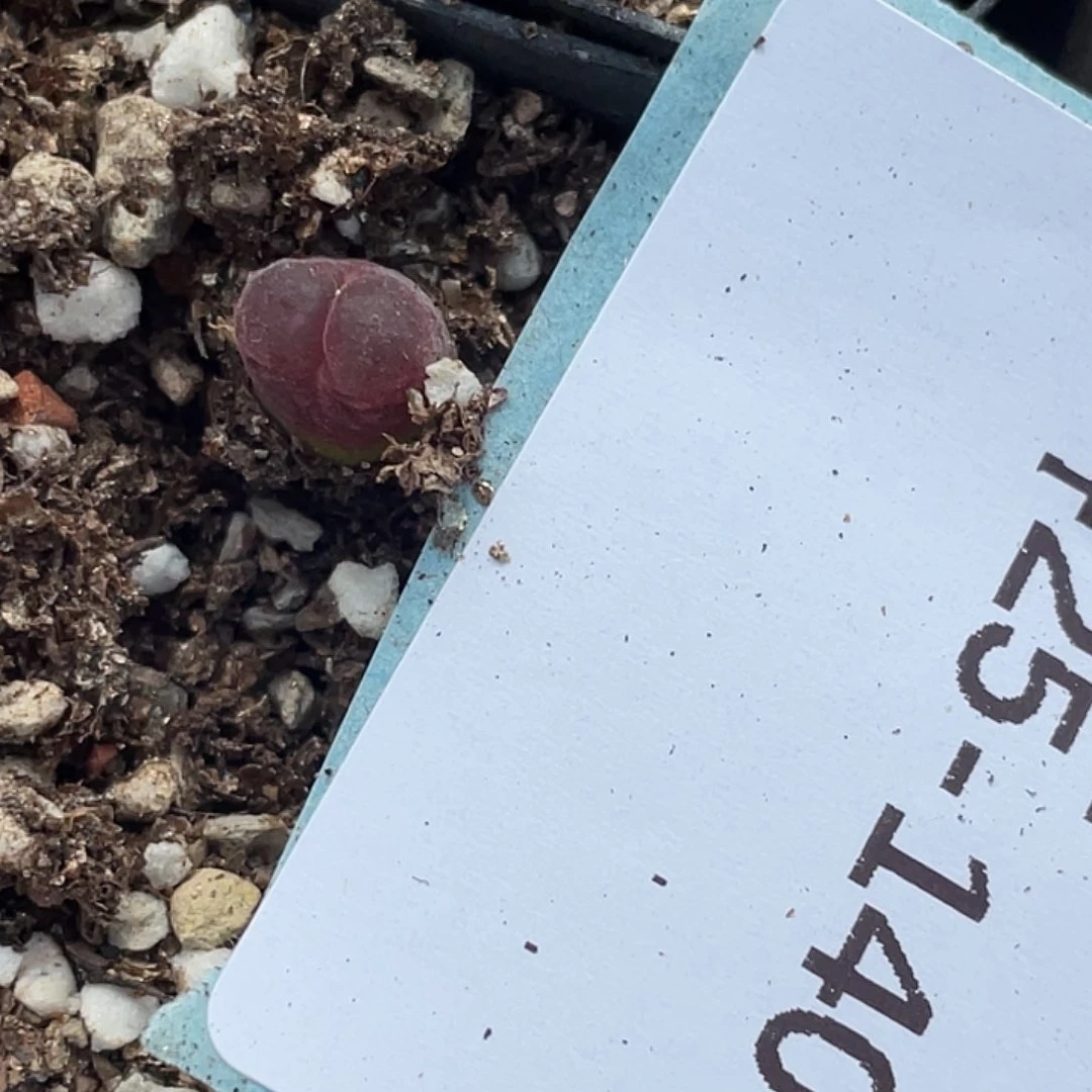 嫣***画25-140肉锥多肉植物