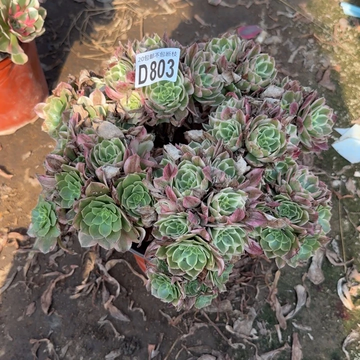 海王……多肉植物……