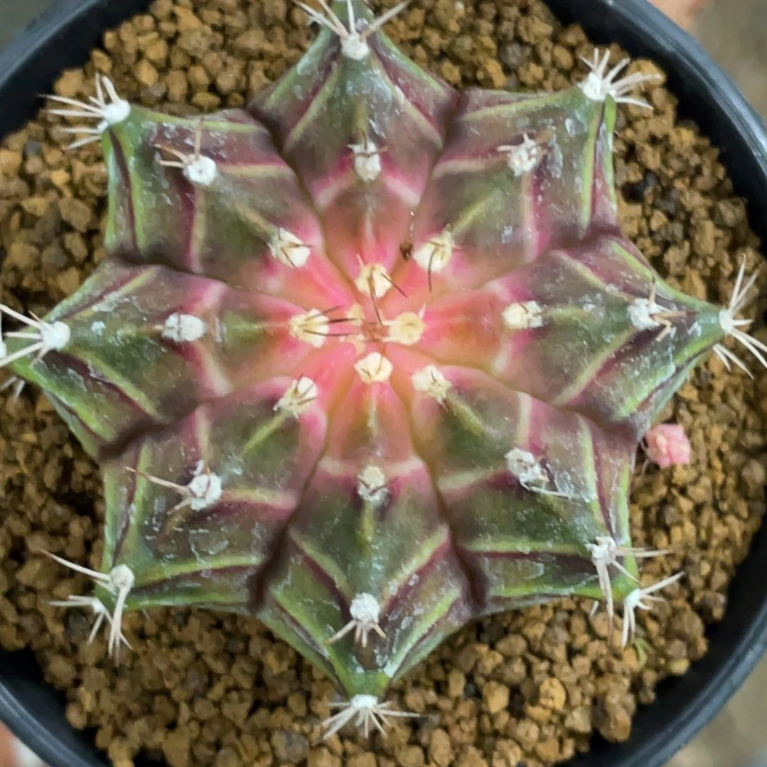 当前无花朵，栽培后可花朵白粉轮回