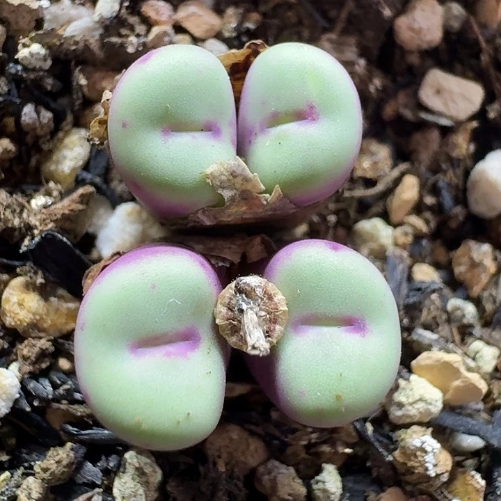 老马生石花p嘴2715