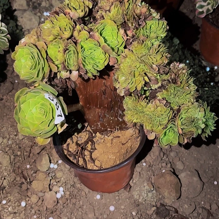 387黄金沙拉碗多肉植物