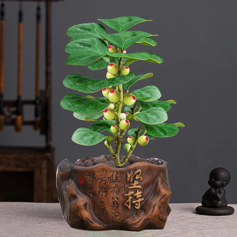 小盼菩提盆栽带果菩提树盆景桌面中式禅意摆件室内客厅绿植办公桌