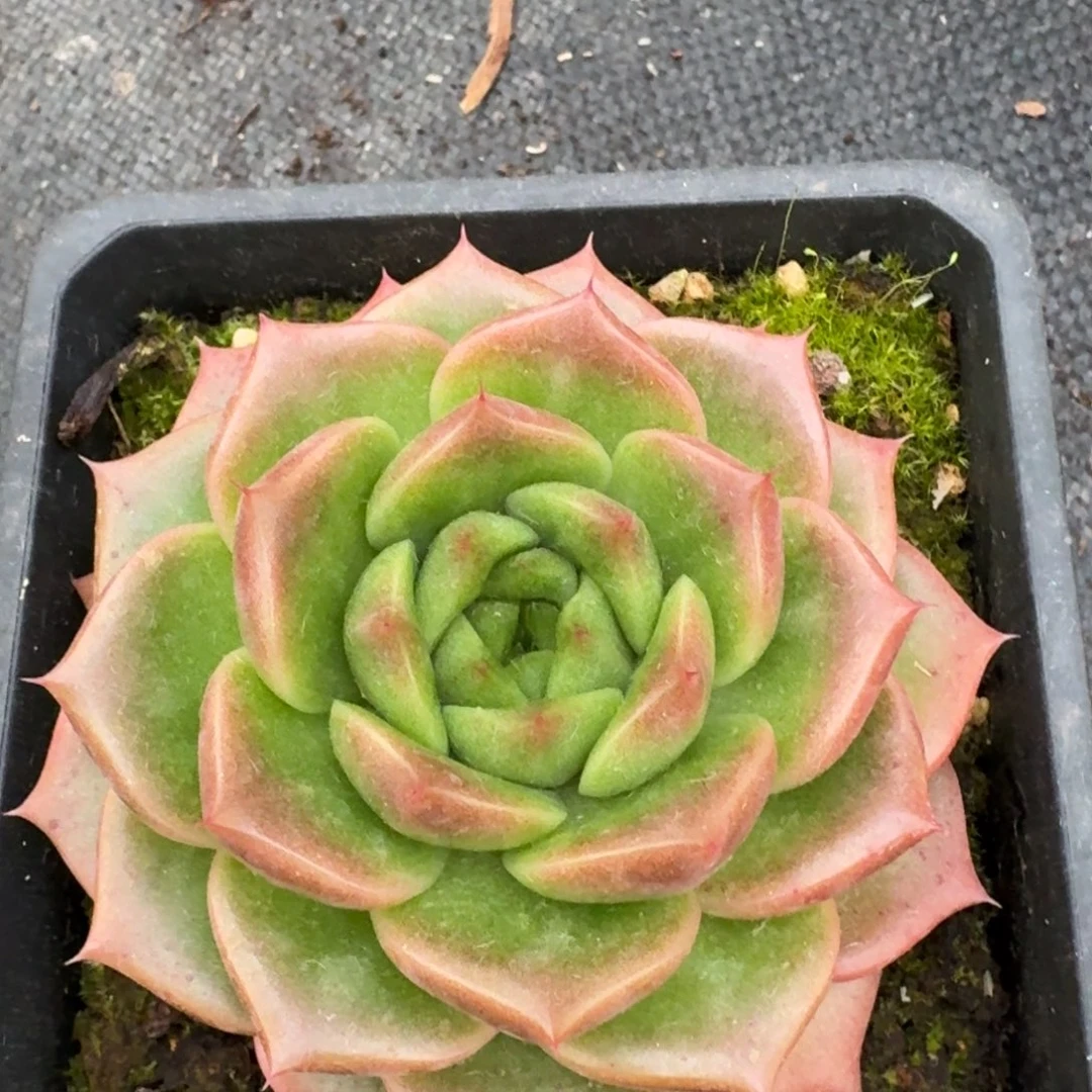 多肉杂交一物一拍26-78