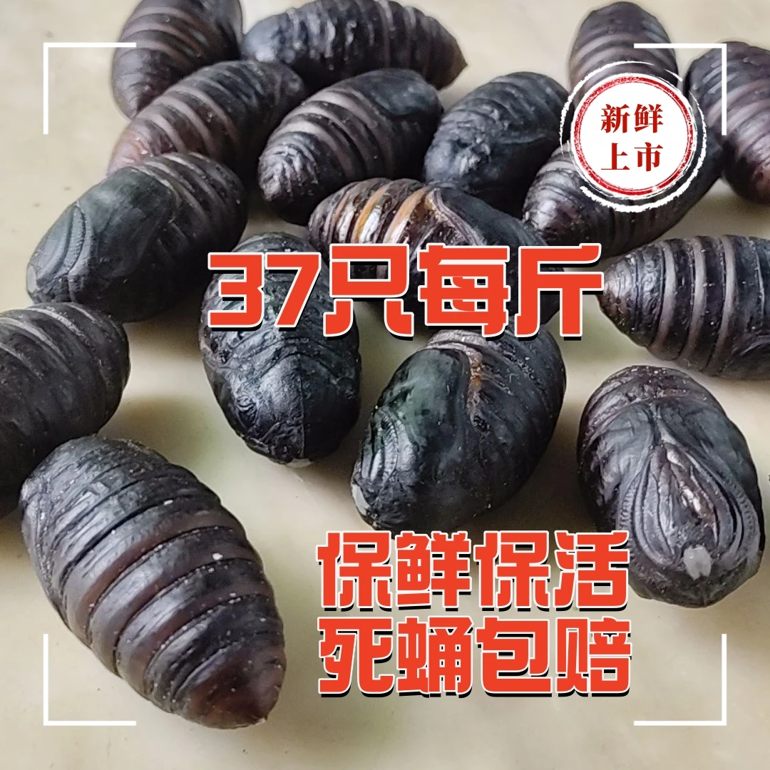 特大蚕蛹蝉蛹东北特产高营养高蛋白产地直发顺丰包邮蚕蛹鲜活