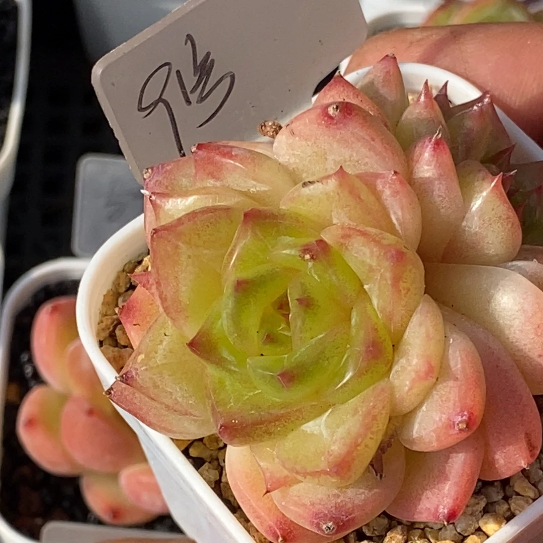 天官赐福百无禁忌