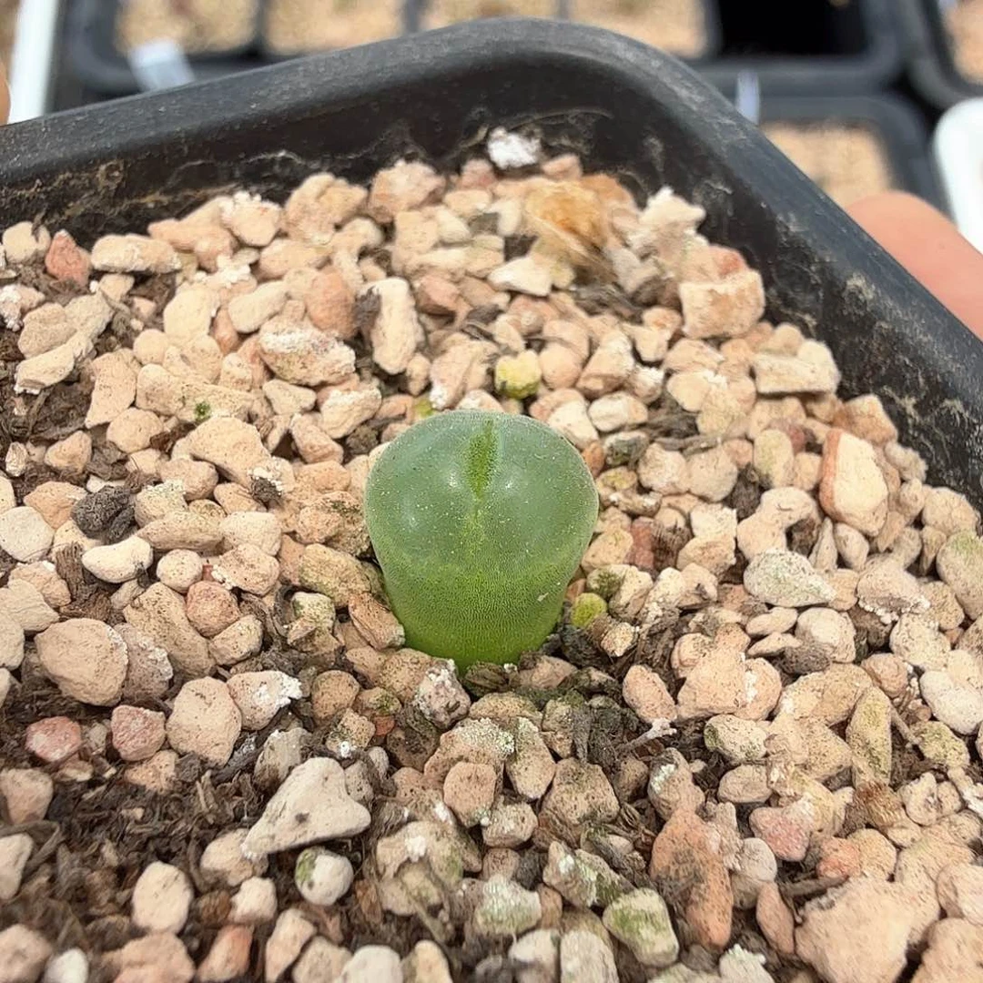 ╰****╮粉女 小苗 6-6-L21