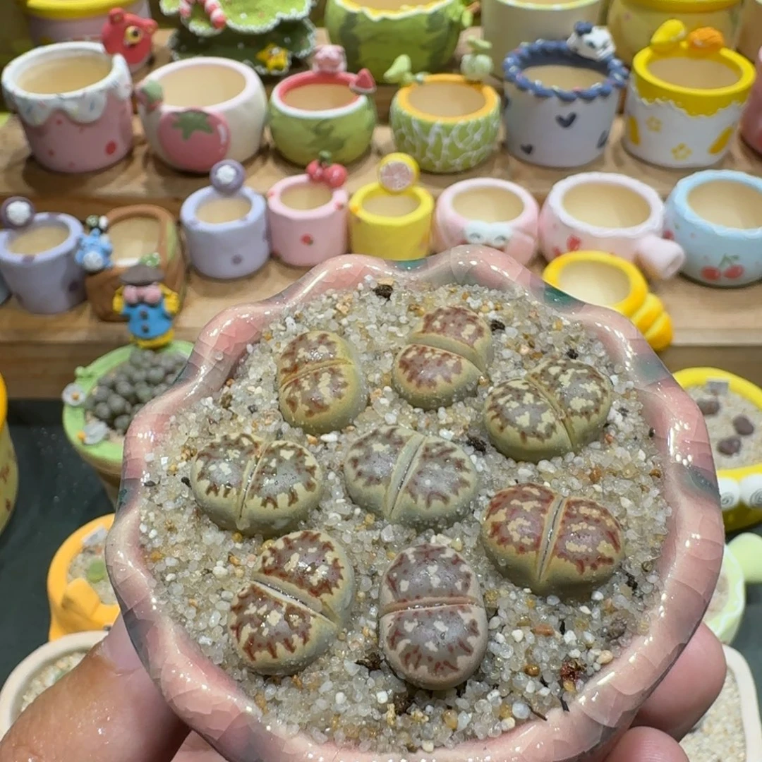 蘑菇1202丽虹彩拼多肉植物