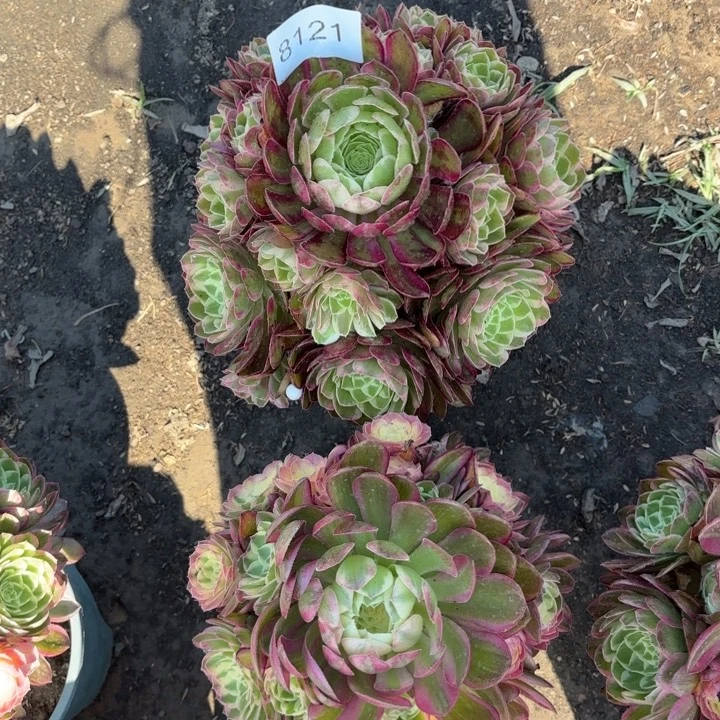 孔雀翎➕海王多肉1颗8121号多肉