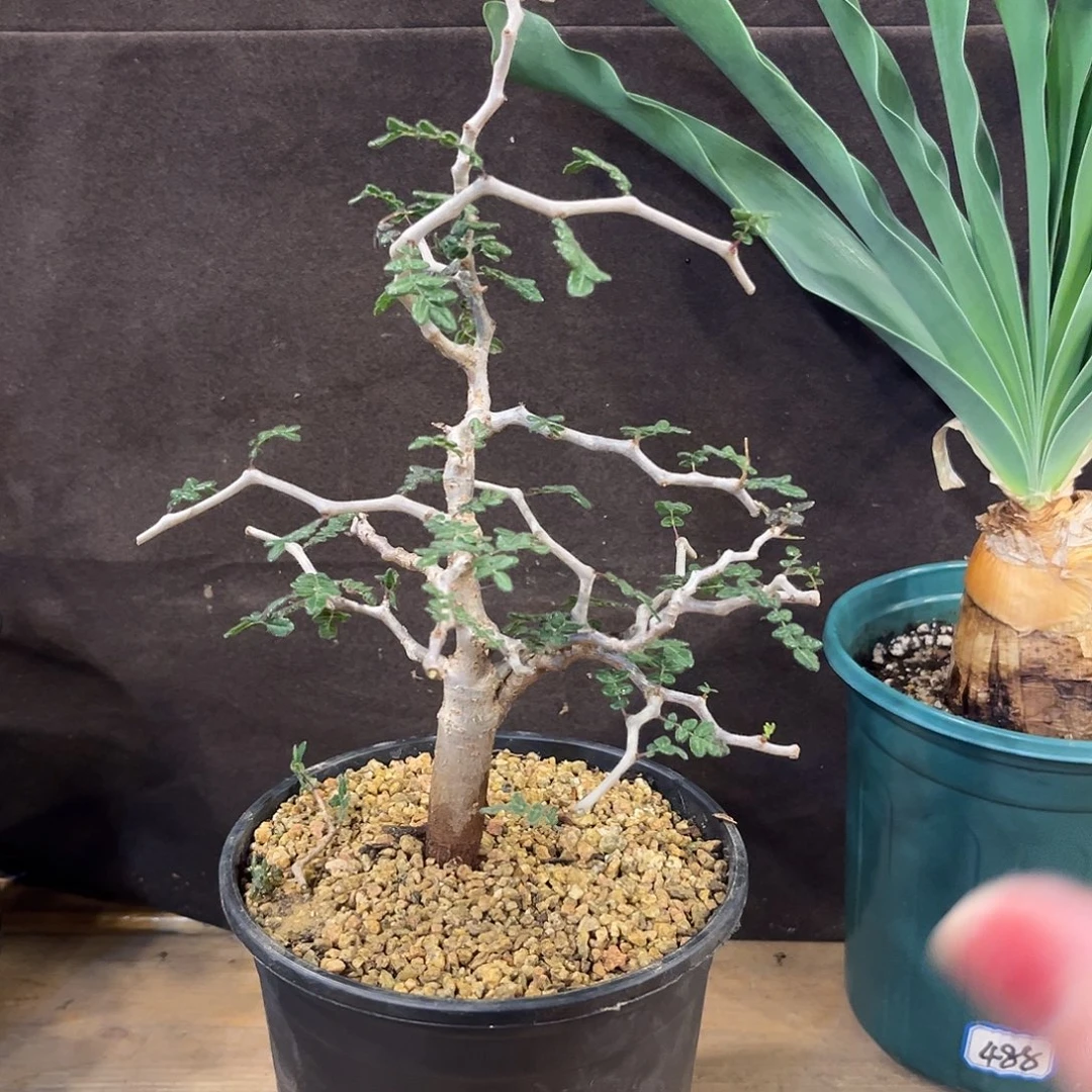 汤圆植物滔天橄榄好看