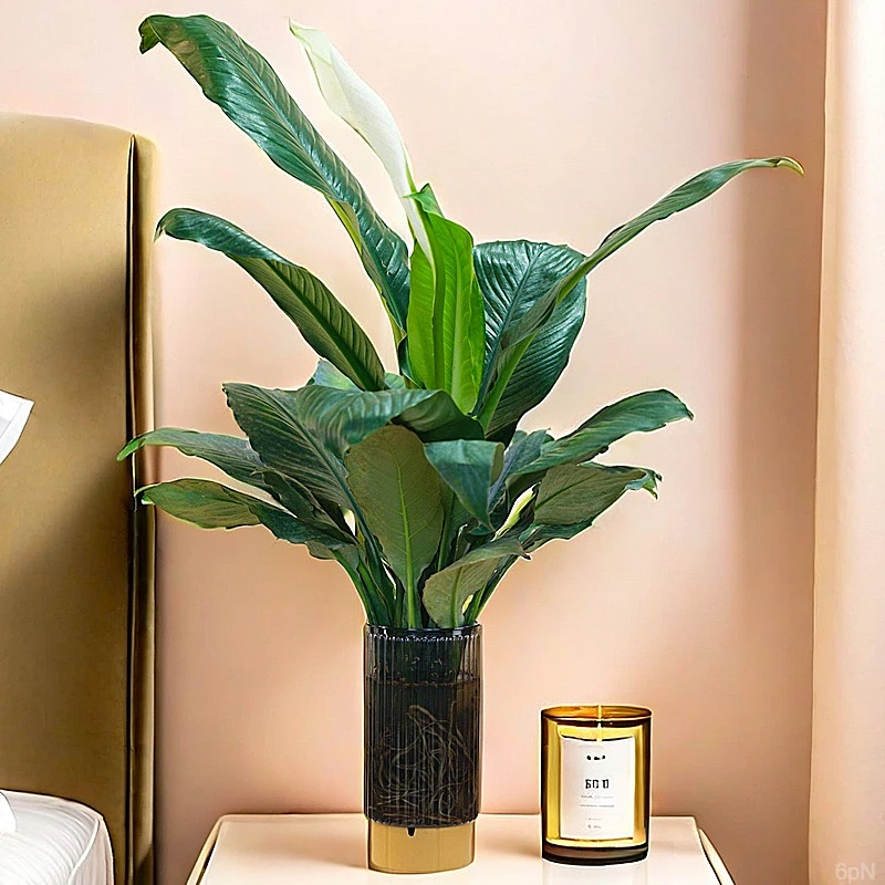 水培万年青大叶绿巨人盆栽绿公主桌面室内水养绿植净化空气