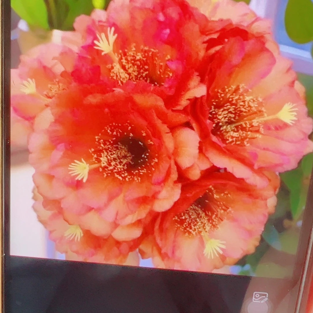 毛花柱 vr11 侧芽 满20包邮