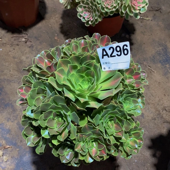 小***仙无花朵彩虹296000000000