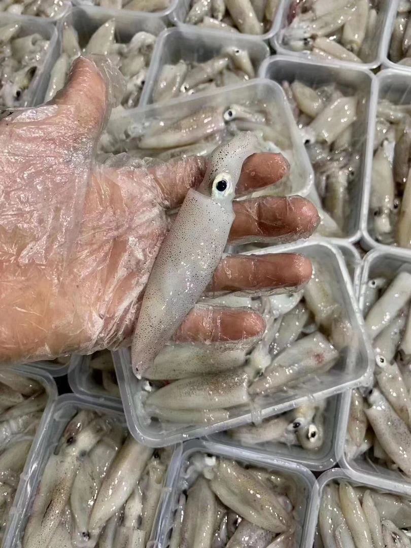 灯照鱿鱼2 顺丰包鲜到家 包鲜/不包活