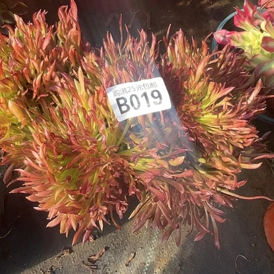 ?****一颗多肉法师植物