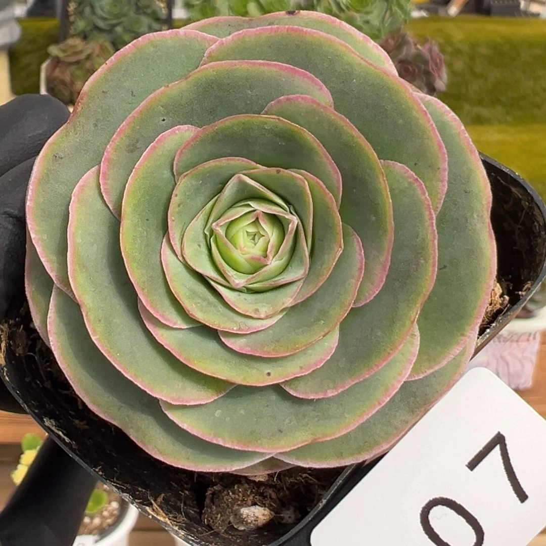 807月见花朵脸5.5厘米