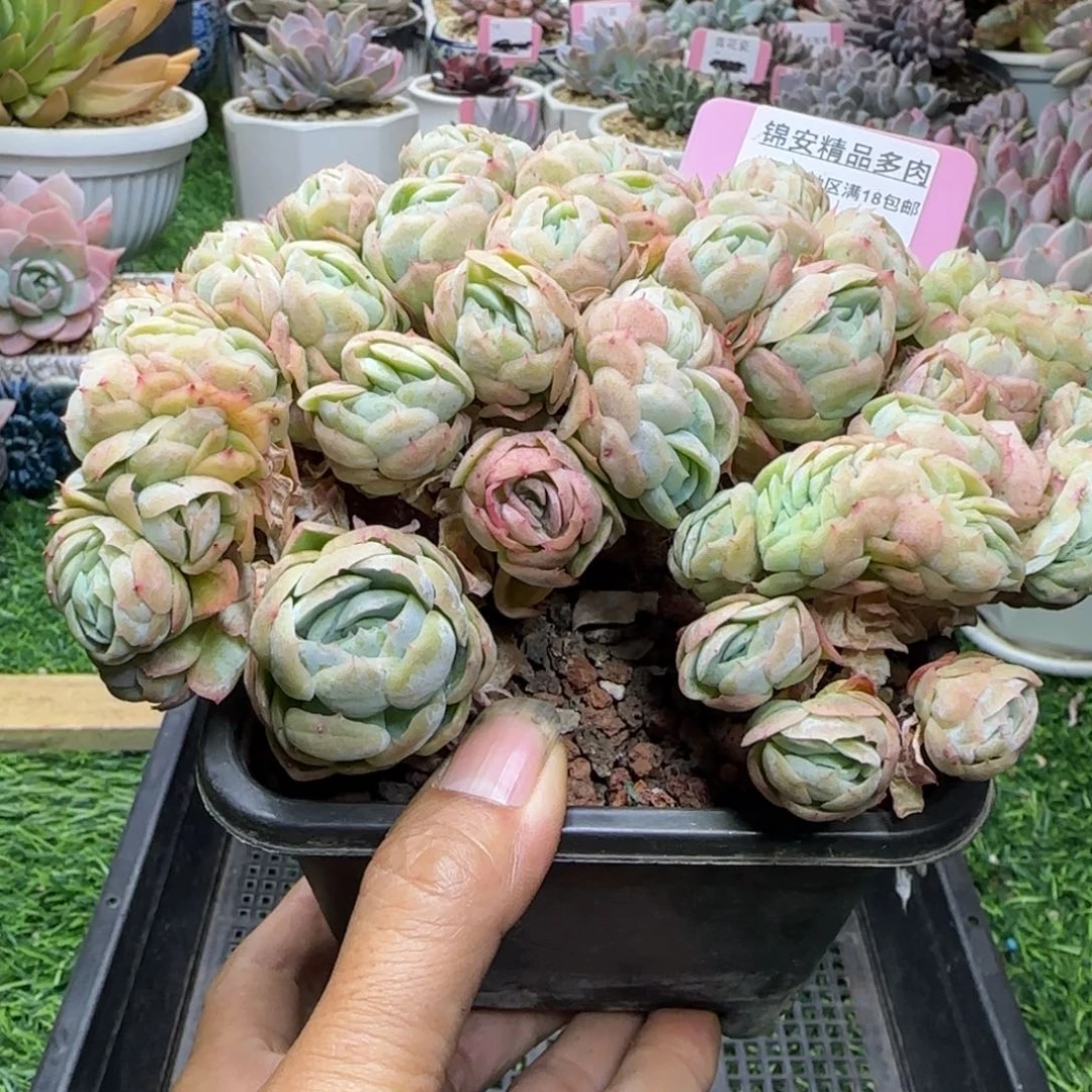 锦安精品多肉植物305