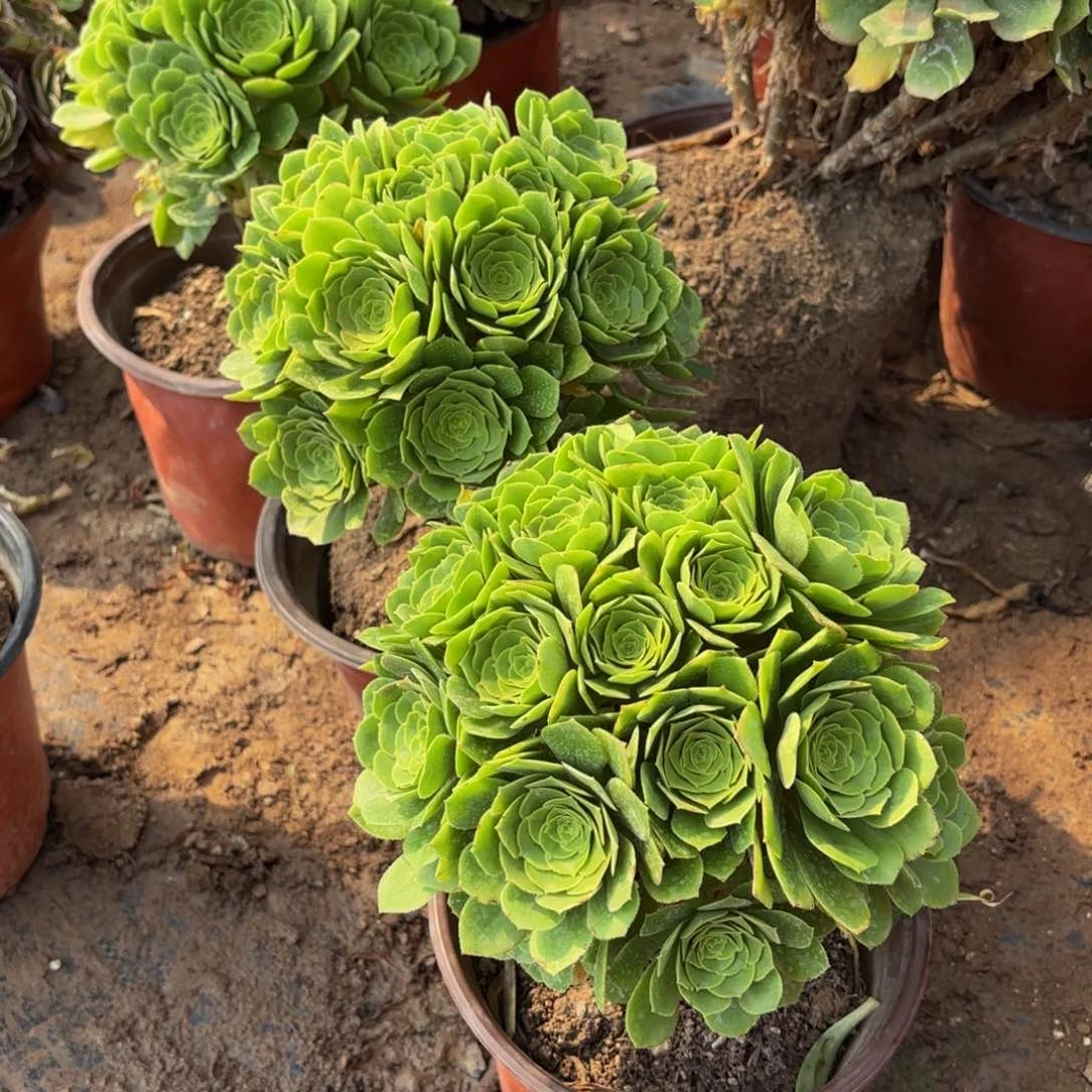 绿玫瑰绣球9.9法师多肉嫩