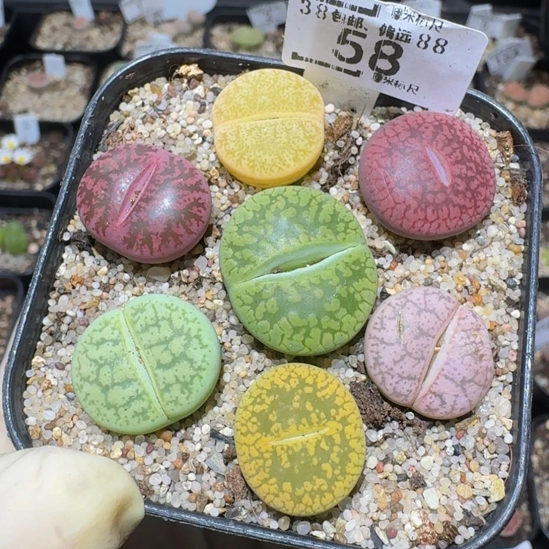 zzzzz精品生石花58疤特