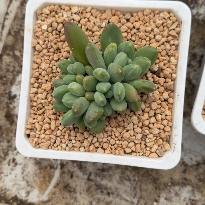 牛油果 5头  一物一拍