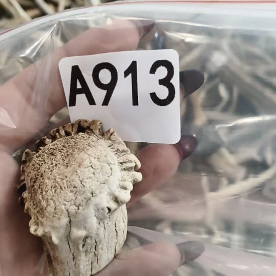 熊****鹿角鹿角鹿角鹿角鹿角