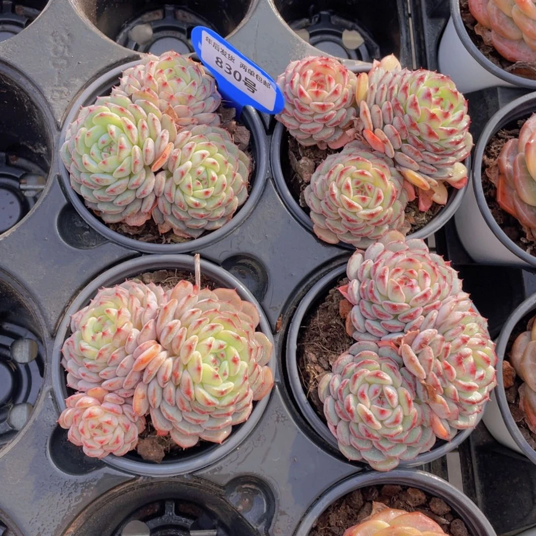 830号白胖子群生一个