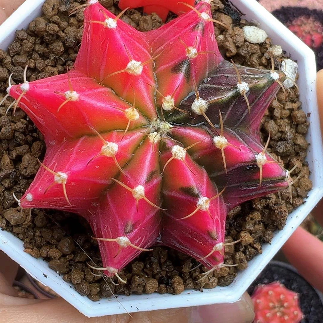 40-肋骨锦带盆土发货5.1厘米