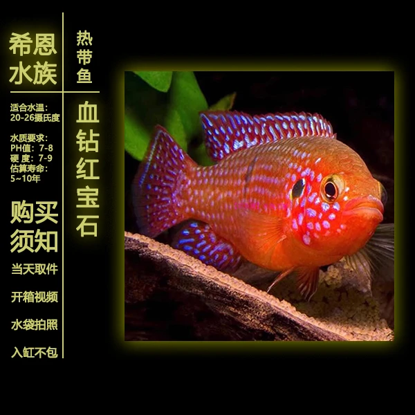 红宝石鱼血钻三湖慈鲷鱼蓝宝石鱼超萌好物活体淡水鱼热带观赏鱼