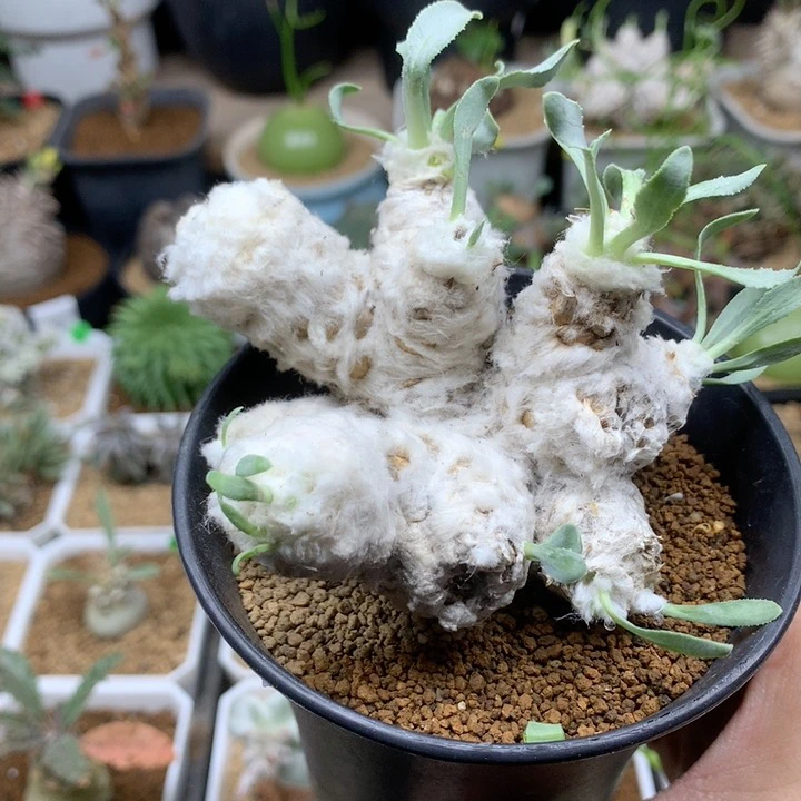 大刨花厚敦菊母本带盆