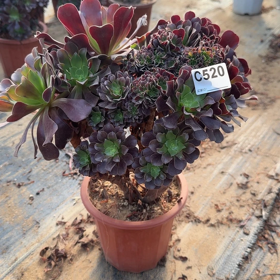 520欧紫朵朵一颗呀呀