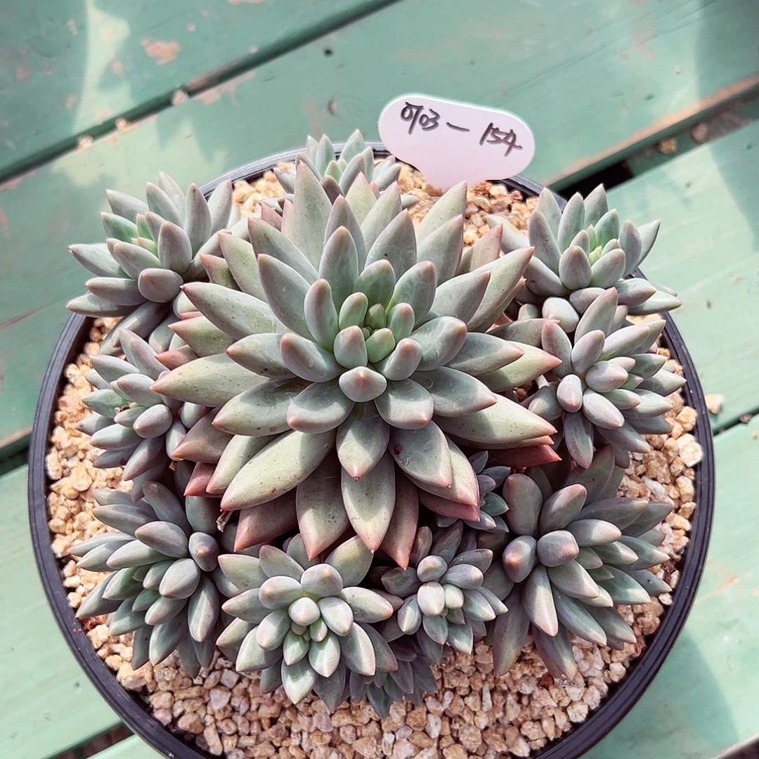 小***、0703-154宠粉宠粉