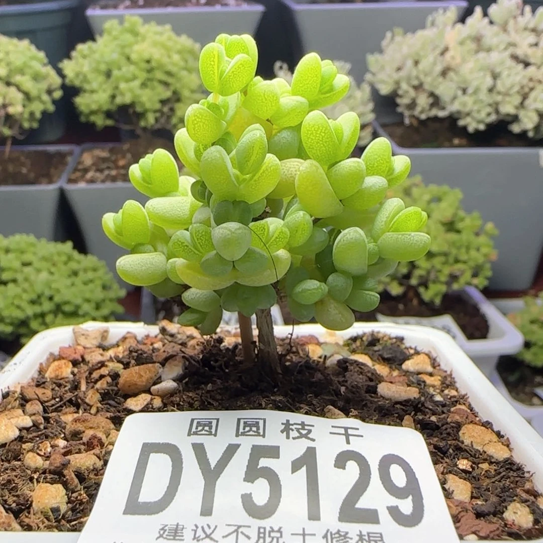 5129元宝一物一拍