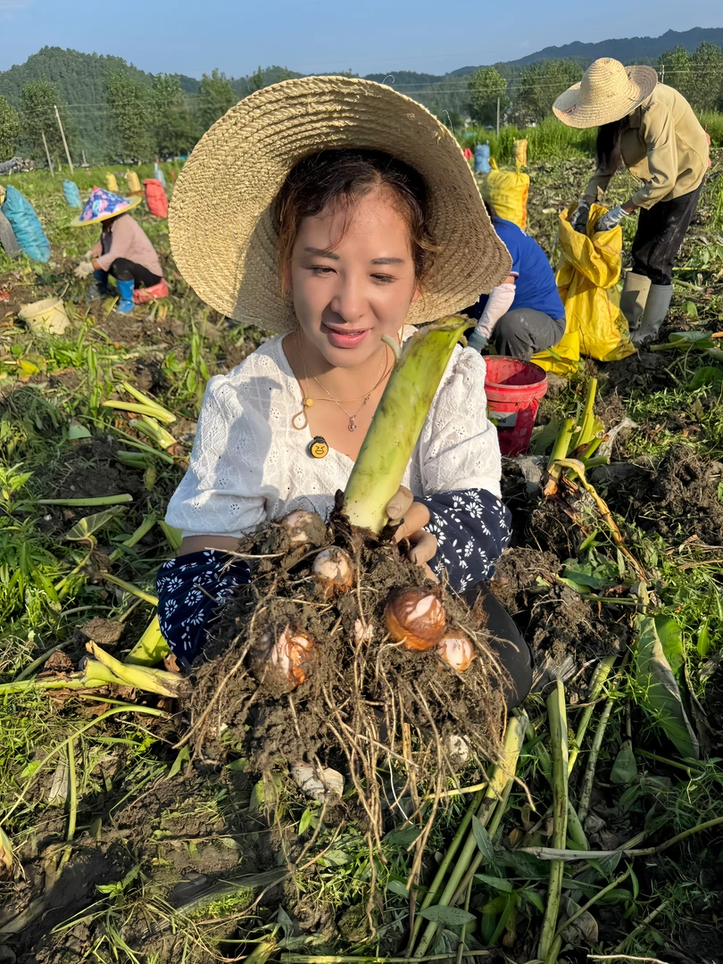 江西正宗铅山红芽芋精品中果新鲜现挖现发自产自销