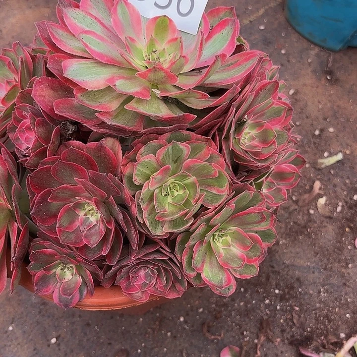 多肉植物福利来936个