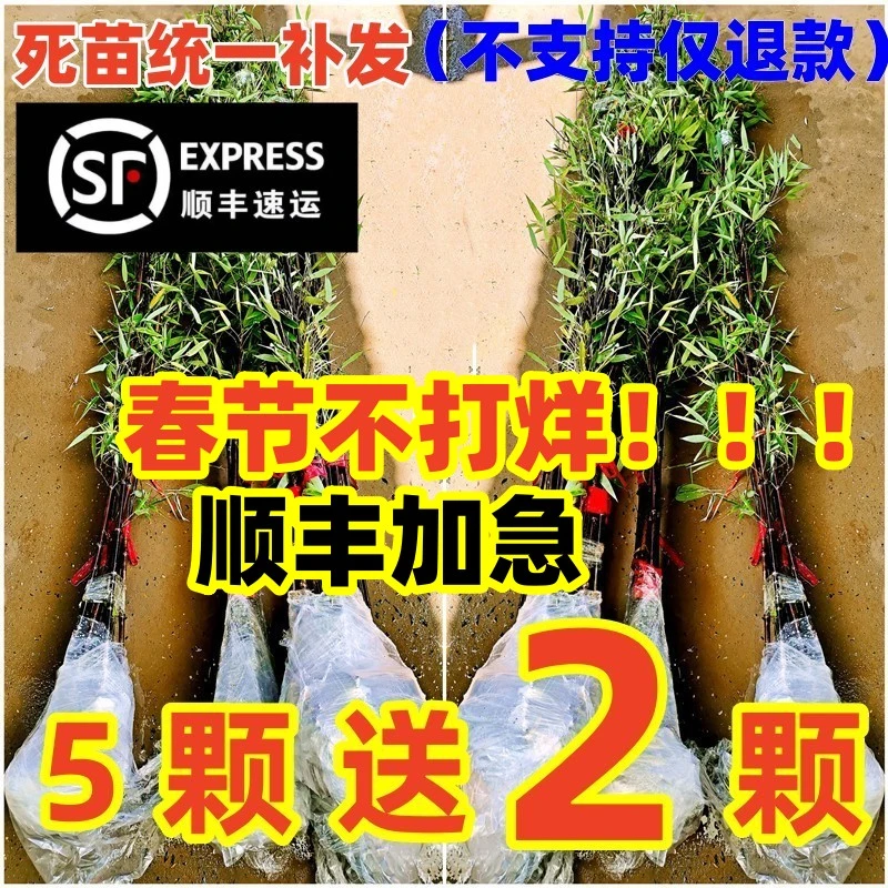 【福利新号专享1】【买10棵送5棵】正宗紫竹苗庭院竹苗盆栽5颗送2颗
