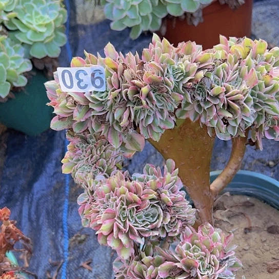 云***儿多肉植物一个女巫追