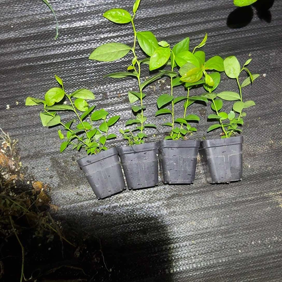 小杯F6四颗装无售后