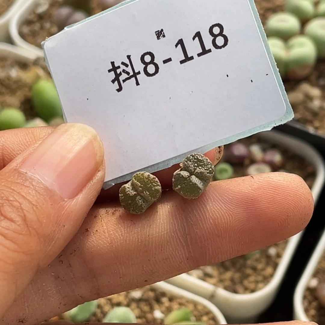 水*冻8-118肉锥多肉植物